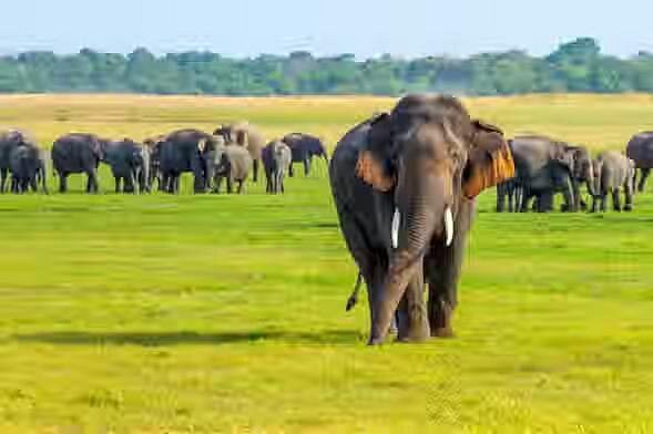 Minneriya Safari